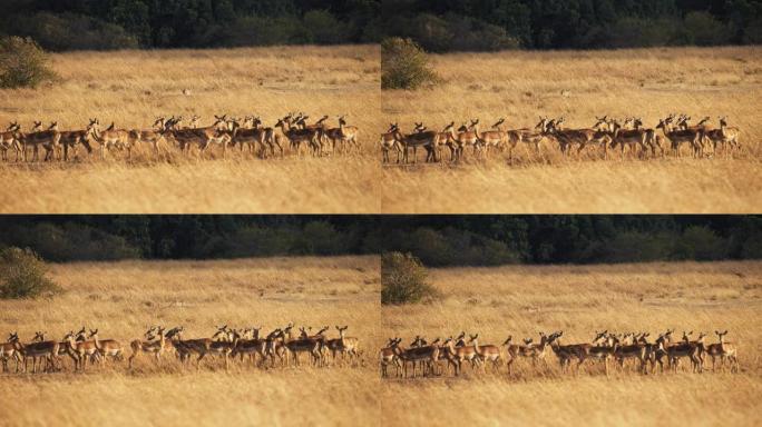 慢动作猎豹在野生动物保护区的草原上慢慢接近鹿的黑斑羚