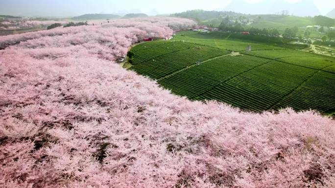 贵阳樱花