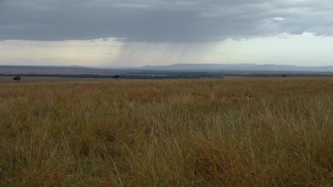 野生动物保护区的暴风雨天空和伪装的狮子的风景