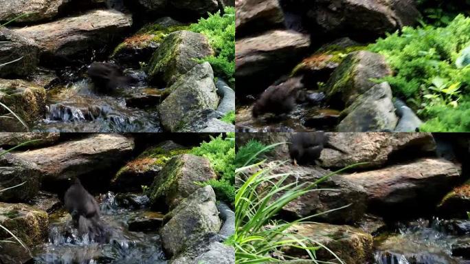 黑鸟用泼水洗澡。在花园湖中沐浴的普通黑鸟 (Turdus merula)