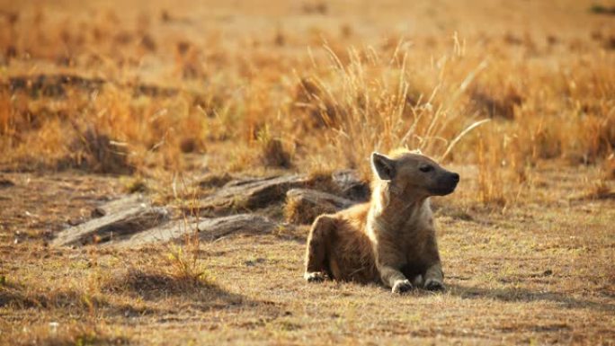 慢动作鬣狗在野生动物保护区的草地上休息