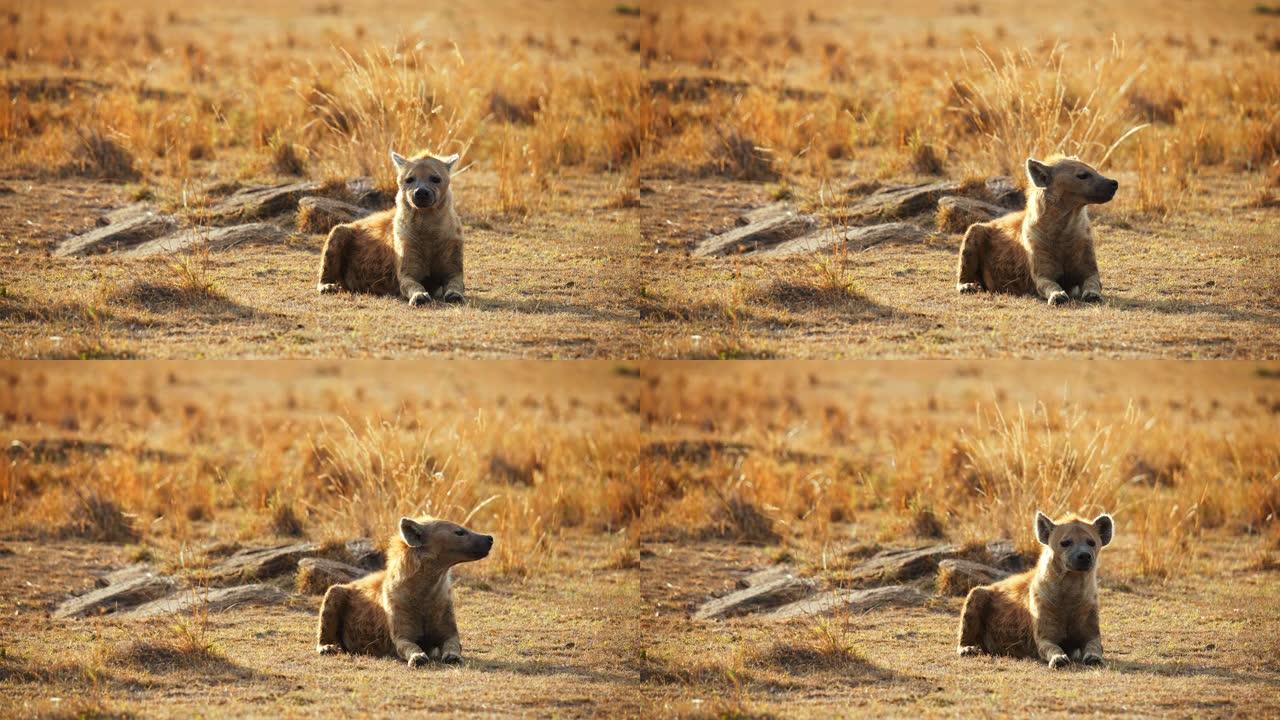 慢动作鬣狗在野生动物保护区的草地上休息