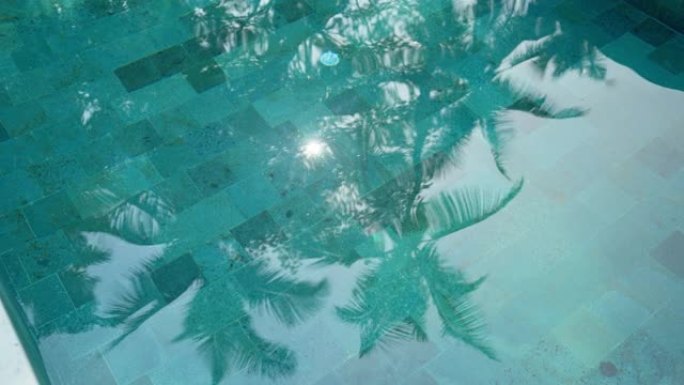 游泳池中棕榈树的倒影