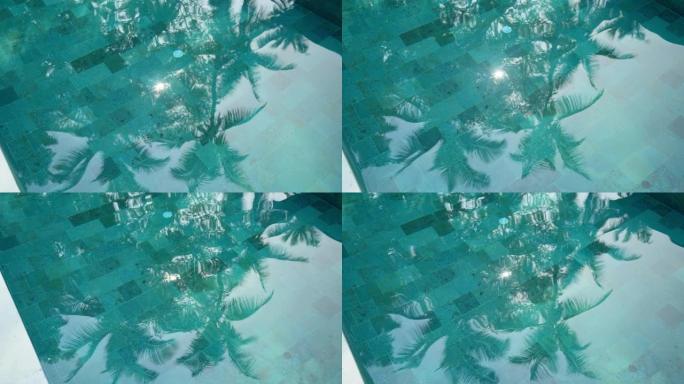 游泳池中棕榈树的倒影