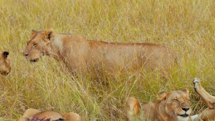 狮子在野生动物保护区的草地上休息