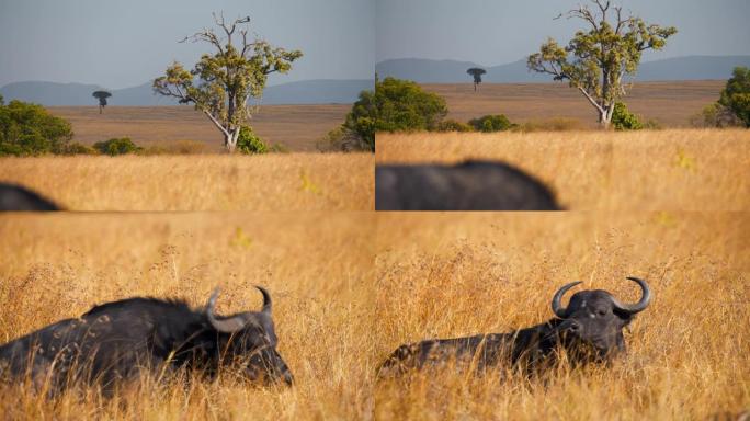 非洲水牛在马赛马拉国家保护区的景观上放松
