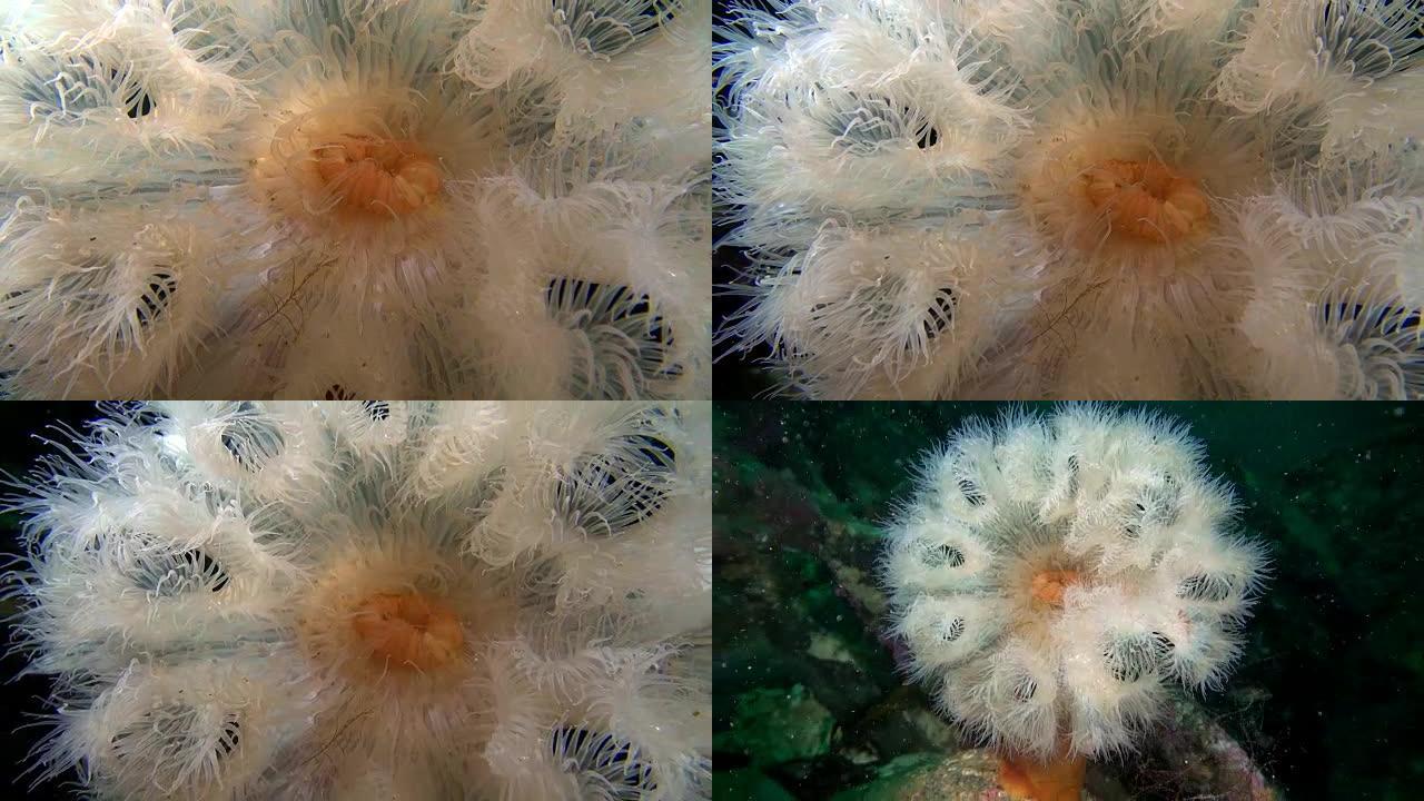 白色海葵Metridium水下特写。