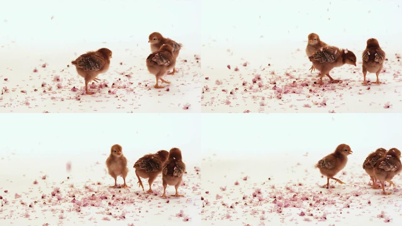 樱花落下的小鸡