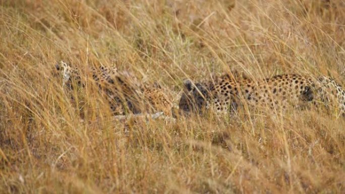 草原上的猎豹正在吃一只幼崽