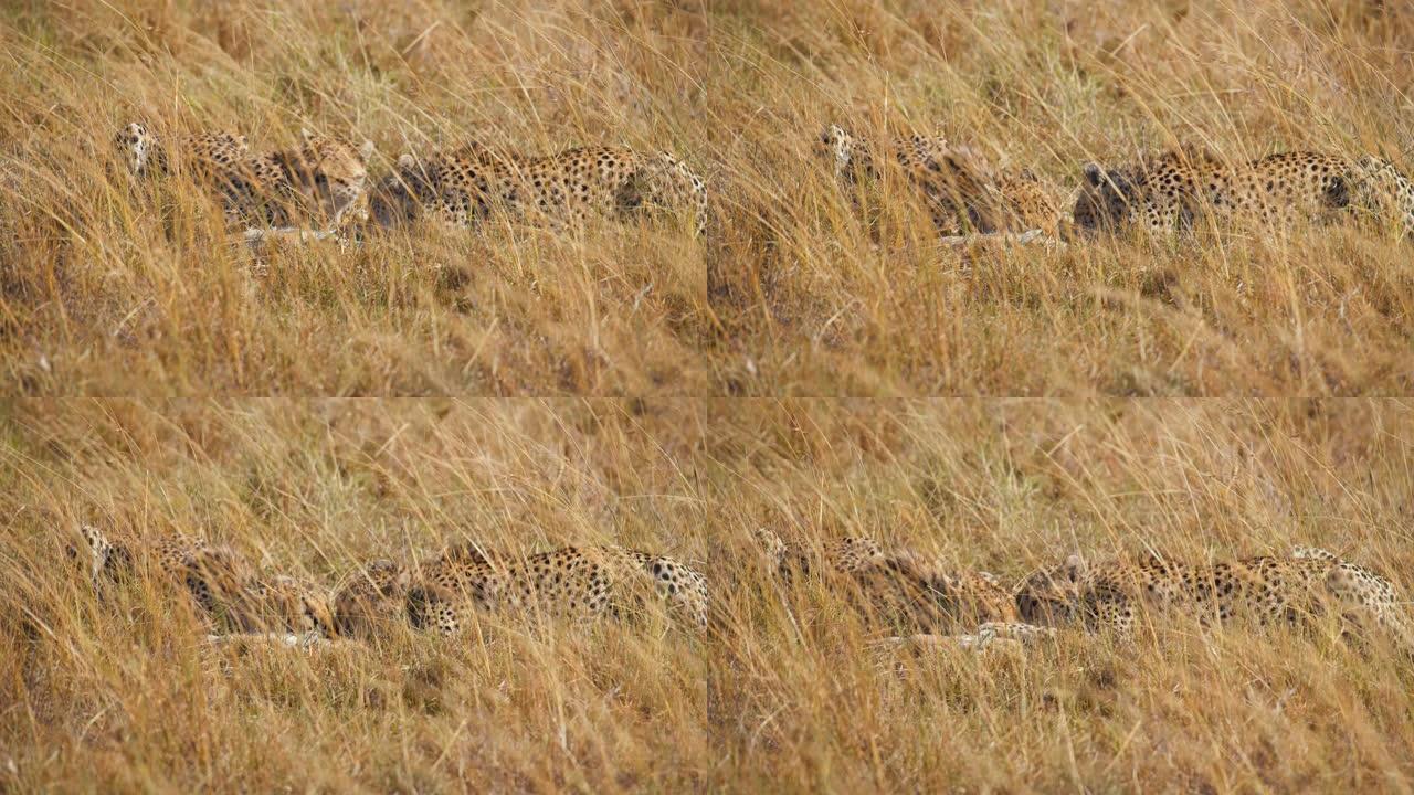 草原上的猎豹正在吃一只幼崽