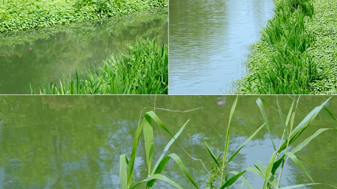 清澈河水河流岸边的绿草