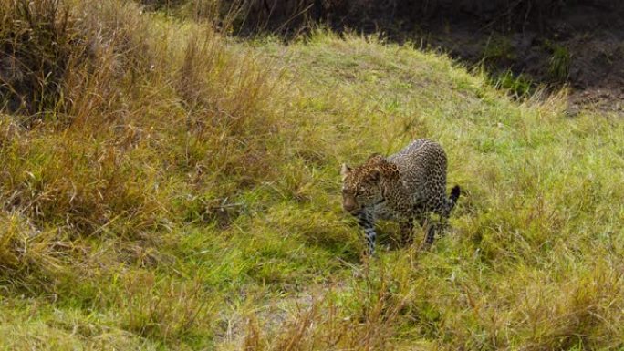 豹子在野生动物保护区的草原上行走