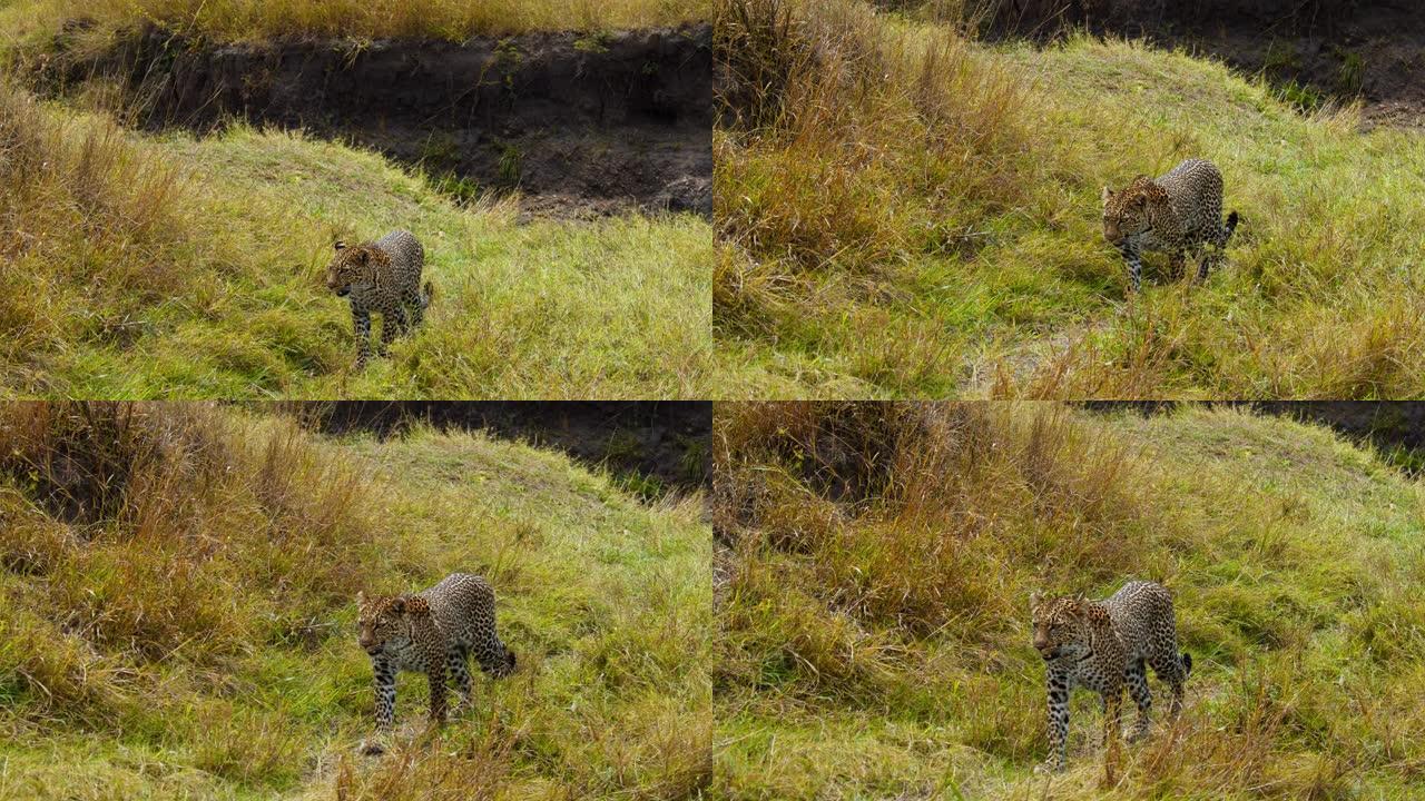 豹子在野生动物保护区的草原上行走