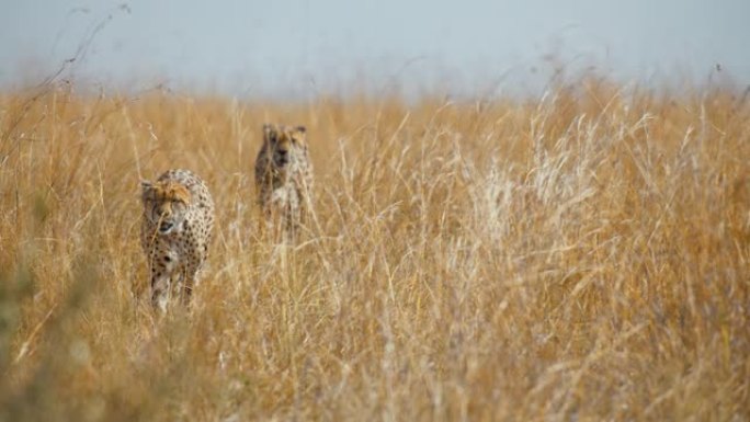 非洲猎豹在草原上行走寻找猎物