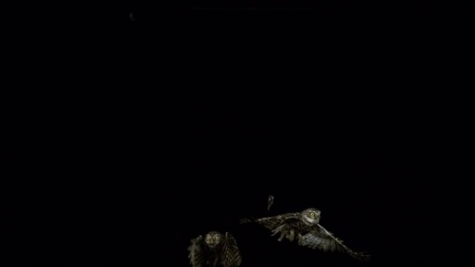 小猫头鹰，雅典娜·诺克图阿，两个成年飞行，夜晚，法国诺曼底，慢动作4K