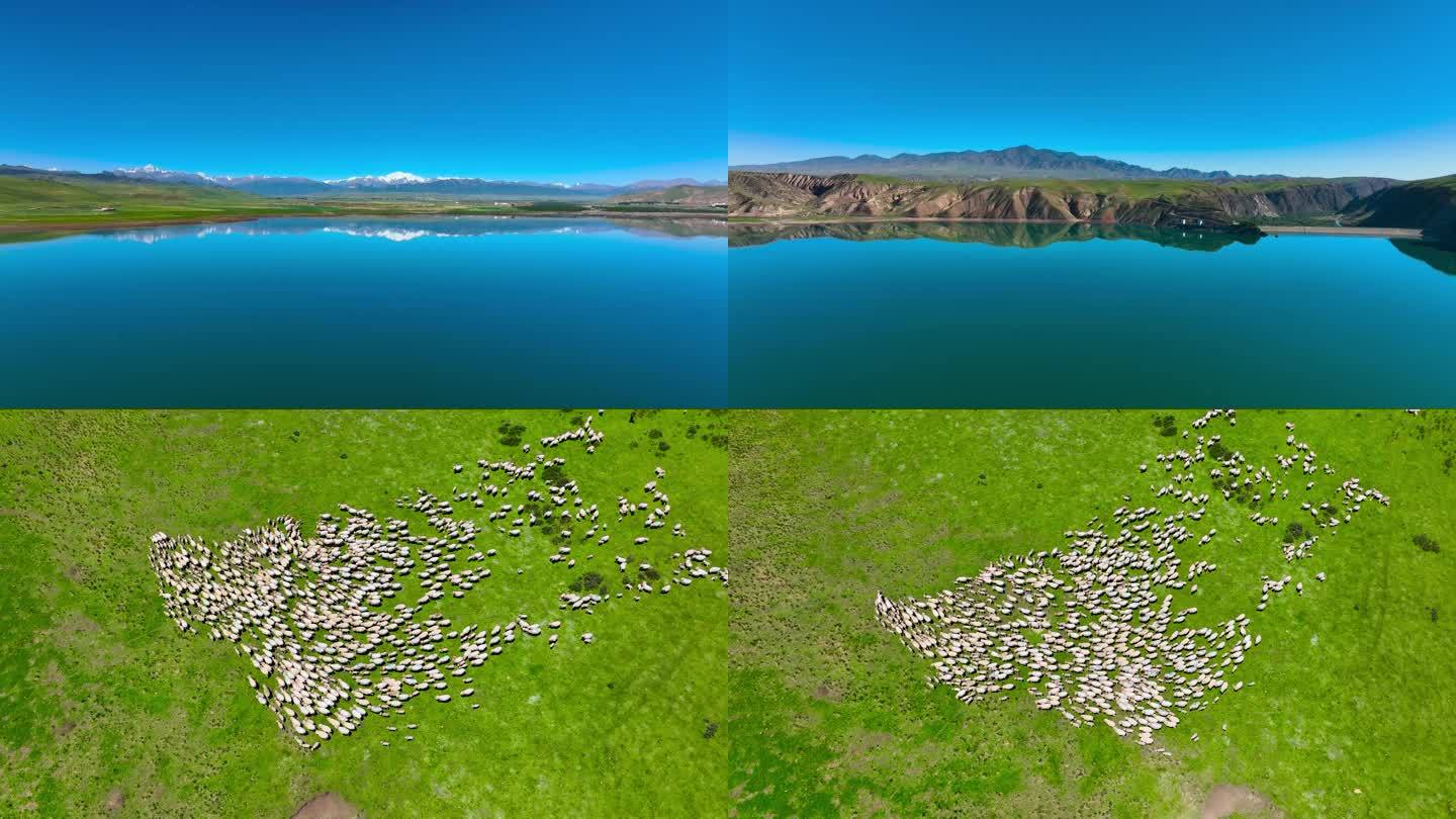 羊群 雪山 草原 湖泊