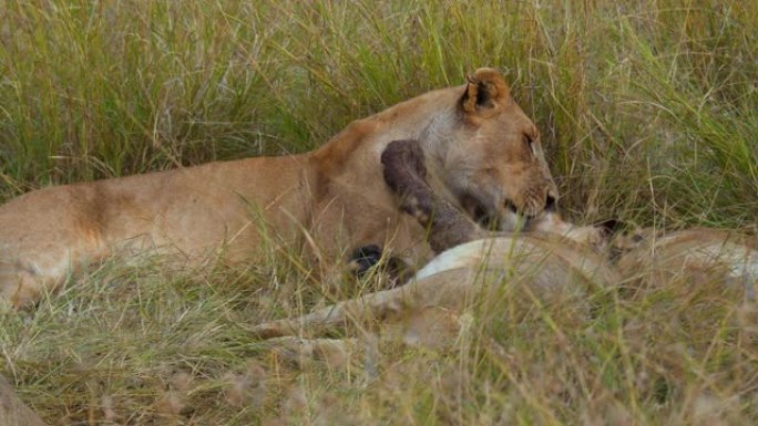 母狮在野生动物保护区的草原上休息时舔幼狮