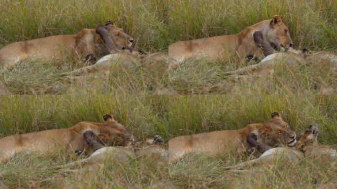 母狮在野生动物保护区的草原上休息时舔幼狮