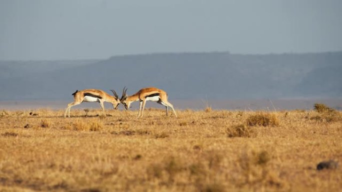 愤怒的瞪羚在马赛马拉国家保护区与角搏斗