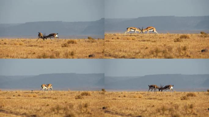愤怒的瞪羚在马赛马拉国家保护区与角搏斗