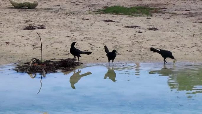 墨西哥cenote的大尾grack鸟鸟喝水。