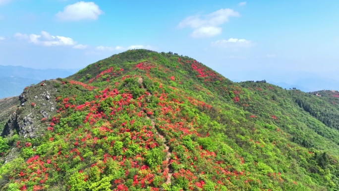 航拍浙江杭州桐庐杜鹃花 春色 乡村美景