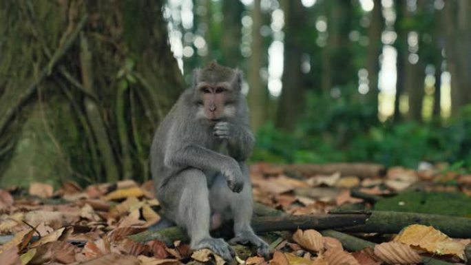 好奇的猕猴吃香蕉咀嚼独自野外
