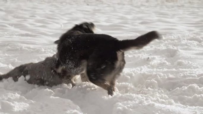 在阳光明媚的冬日，两只混种狗在雪原上玩耍。一只黑色斑点的狗正在玩耍。从避难所概念中采纳。流浪狗。慢动