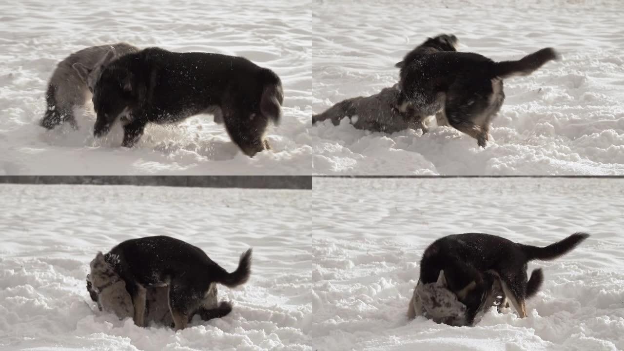 在阳光明媚的冬日，两只混种狗在雪原上玩耍。一只黑色斑点的狗正在玩耍。从避难所概念中采纳。流浪狗。慢动