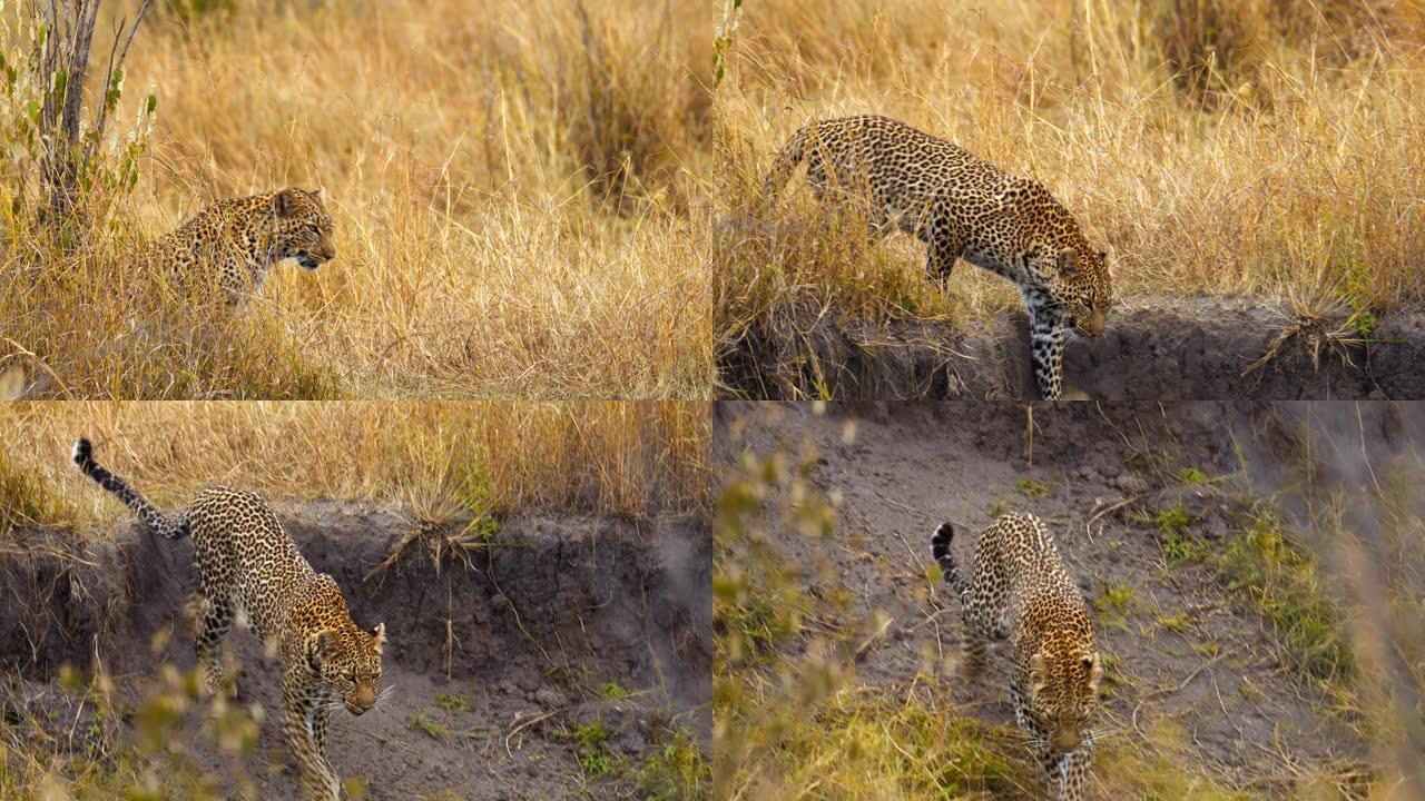 美丽的斑点豹在野生动物保护区的草原上行走。一只饥饿的豹子正在寻找食物。