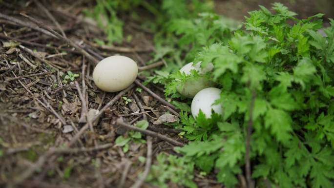 绿壳鸡蛋 绿壳鸡蛋