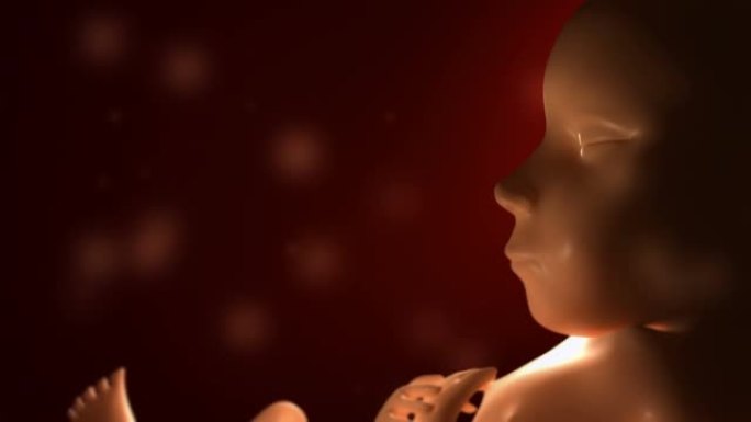 3D胎儿-人类出生阶段动画