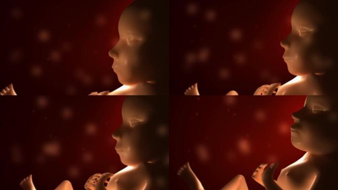 3D胎儿-人类出生阶段动画