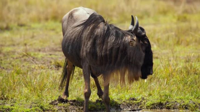 马赛马拉国家保护区的SLO MO牛羚饮用水