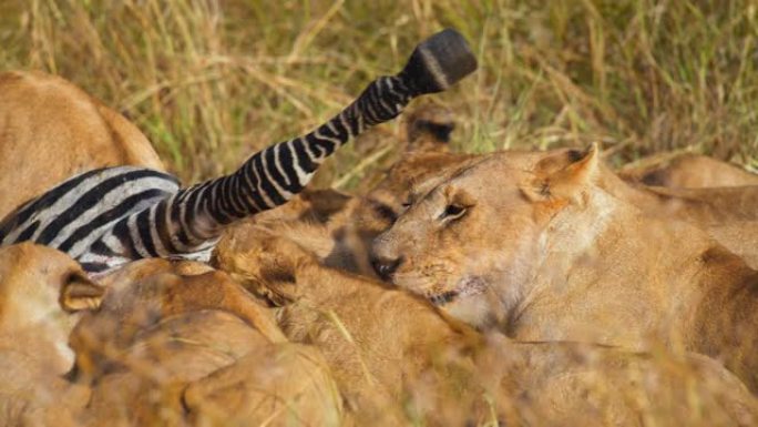 狮子在野生动物保护区的草地上吃死斑马。狮子在吃斑马。