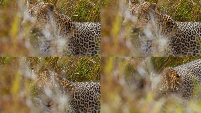 关闭美丽的斑点豹在野生动物保护区，马赛马拉国家保护区，肯尼亚，非洲的高草丛中观看。