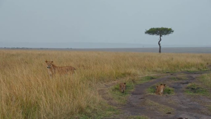 做小熊的狮子妈妈很累。母狮打哈欠和三只幼狮正在野生动物保护区探索周围的环境