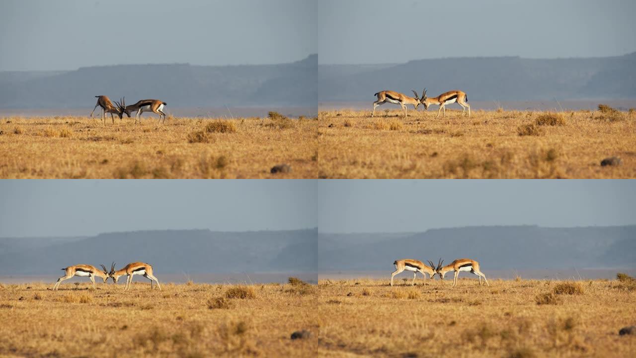 SLO MO愤怒的瞪羚在马赛马拉国家保护区与角搏斗