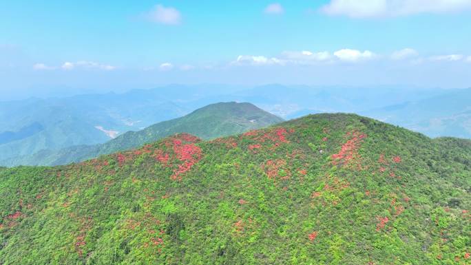 航拍浙江杭州桐庐杜鹃花 春色 乡村美景