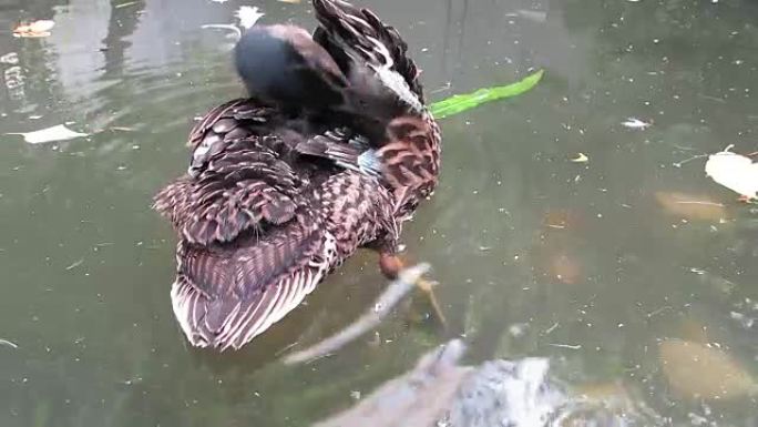 野鸭在翅膀下准备的池塘上的鸭鸭。