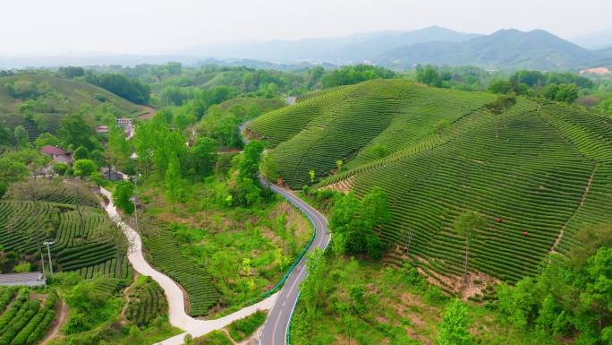 航拍信阳茶山风光