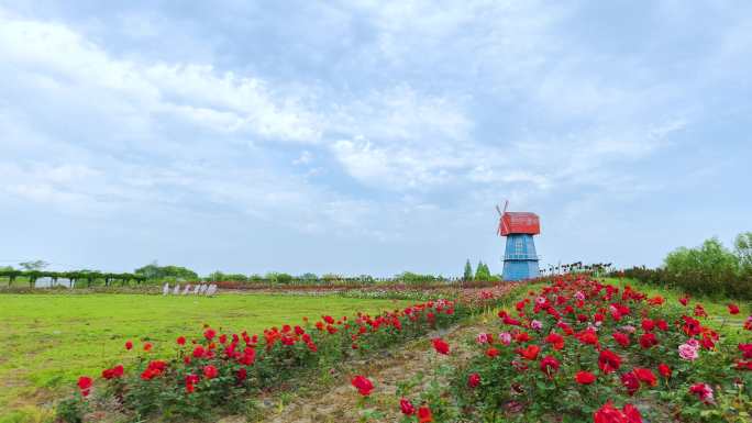 陶辛恋花湾 蓝天 白云 延时 景点游玩