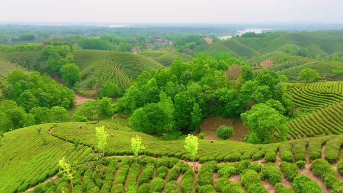 航拍信阳茶山风光