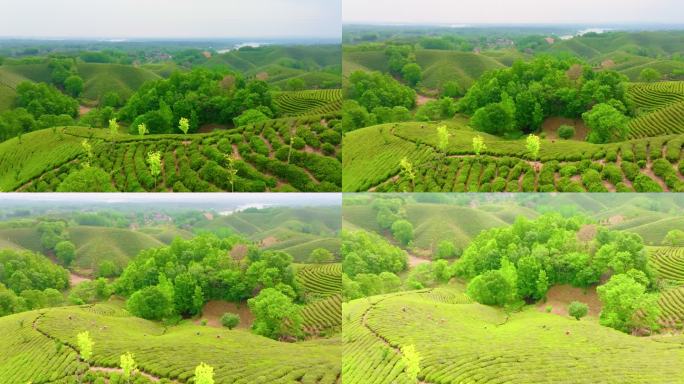 航拍信阳茶山风光