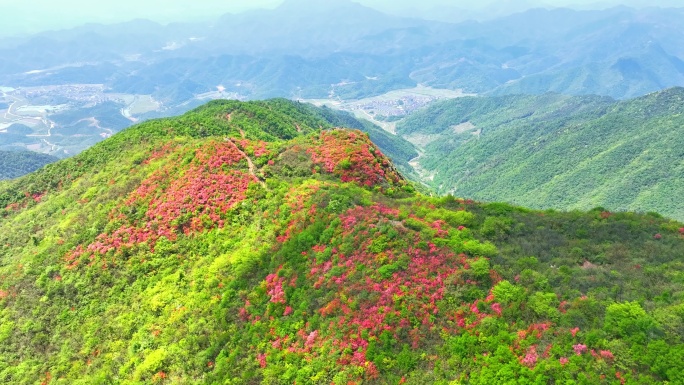 航拍浙江杭州桐庐杜鹃花 春色 乡村美景