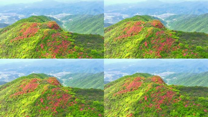 航拍浙江杭州桐庐杜鹃花 春色 乡村美景