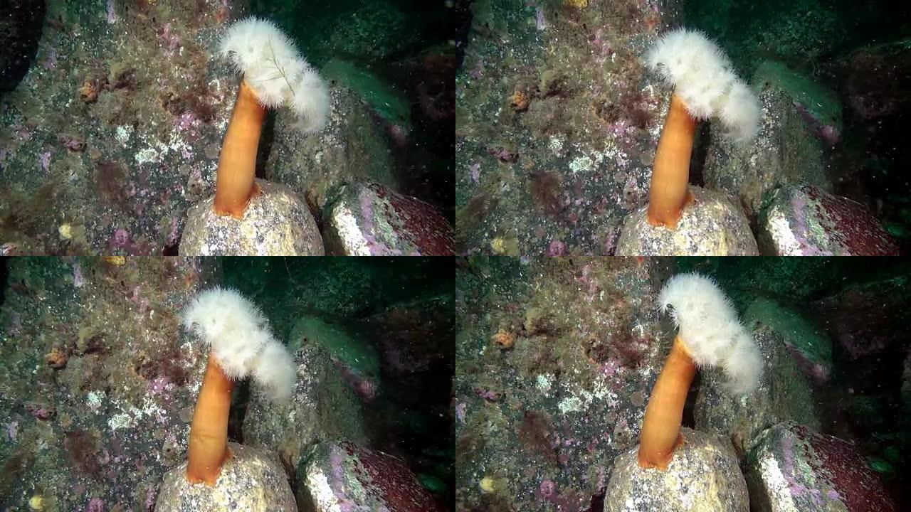巴伦支海海底的白色海葵。