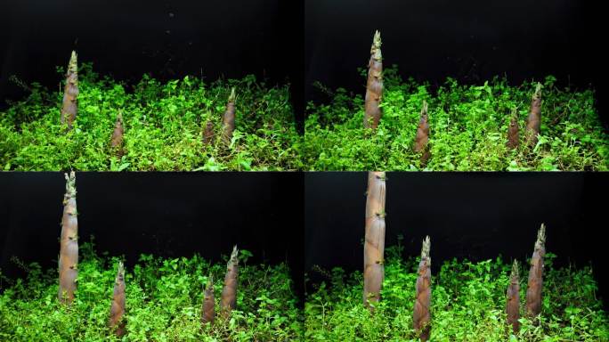 大自然生命的力量竹笋生长延时视频素材