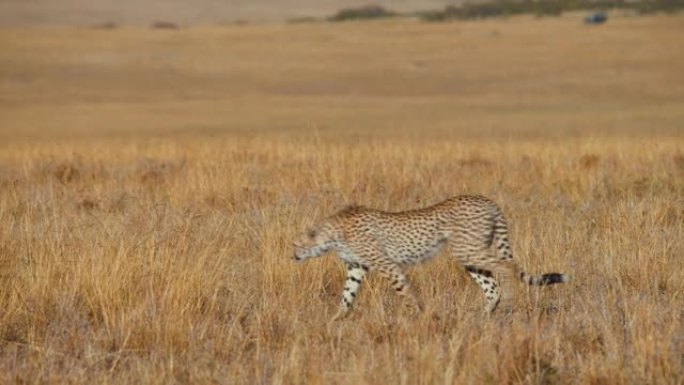 在草原上行走的非洲猎豹