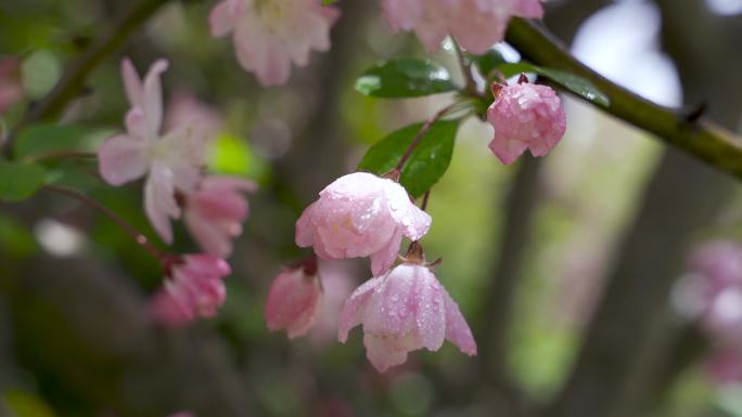 阳光下沾着雨 露珠的粉色樱花